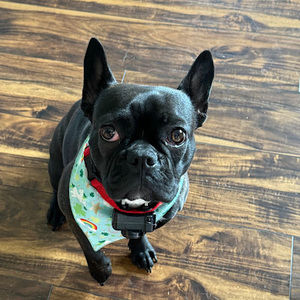 Meet your Posher, Anne